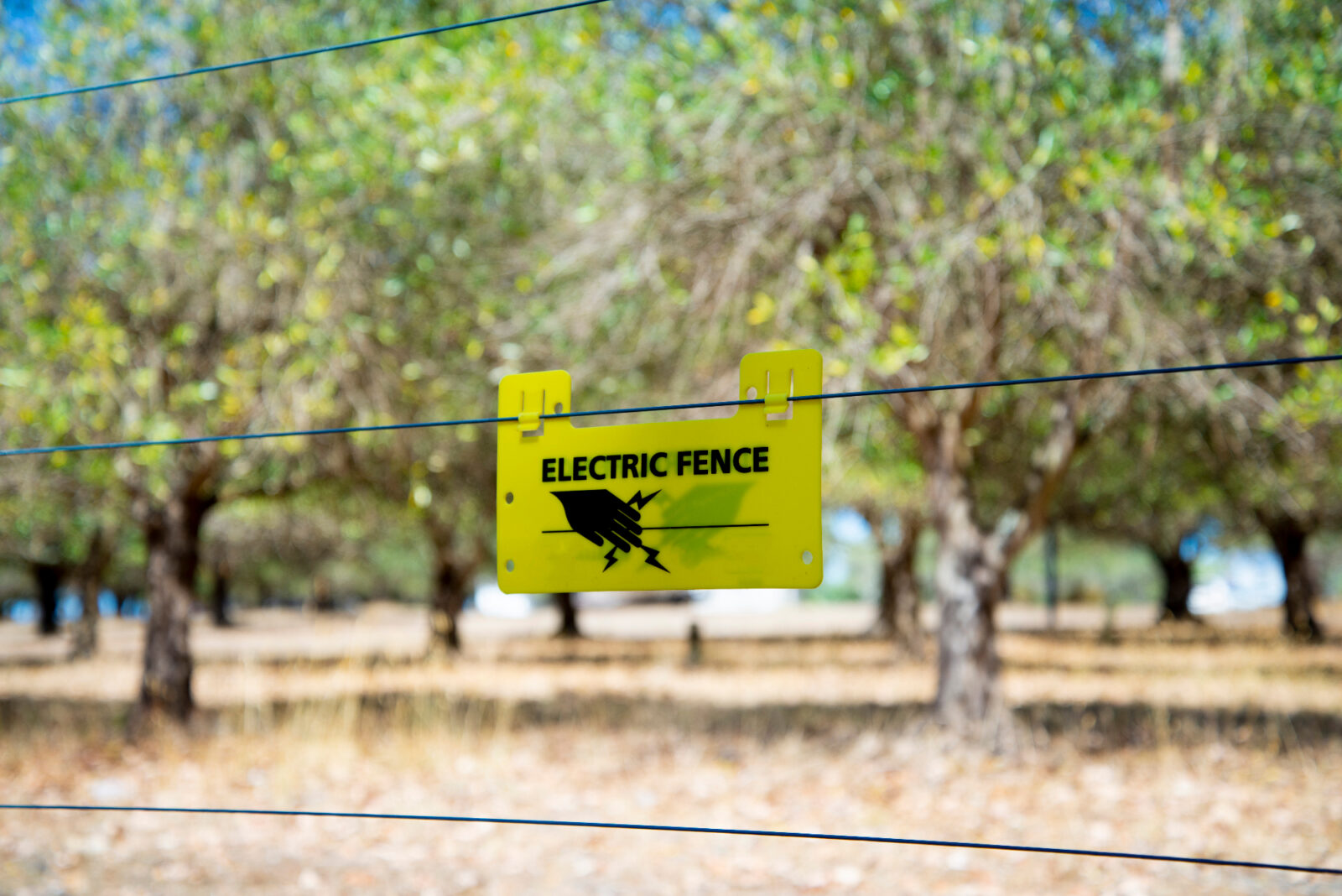 Zakaj je električni pastir postal nepogrešljiv pripomoček za živinorejce po vsem svetu?